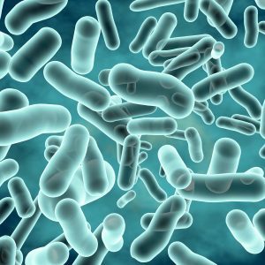 L'ecosistema dei probiotici e il benessere del sistema immunitario - Parte 1