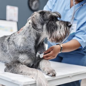 MMVD nel Cane - Modulo 1: Fisiopatologia, Diagnostica Molecolare e Gestione Clinica Integrata